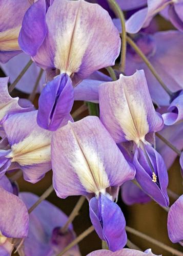 Abundant Wisteria